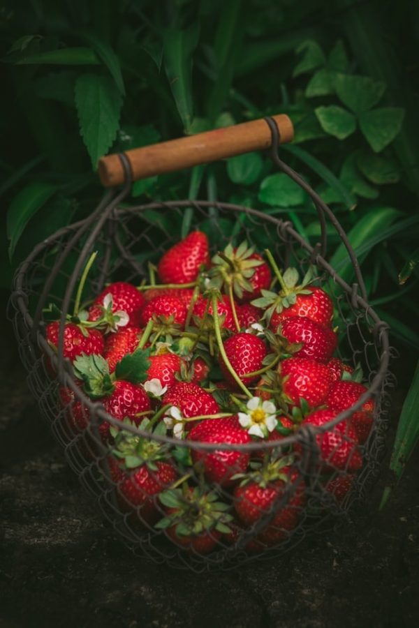 How to Grow Strawberries Indoors For Fresh Fruits YearRound